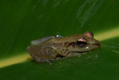 Guibemantis methueni