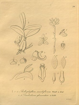 Bulbophyllum molossus