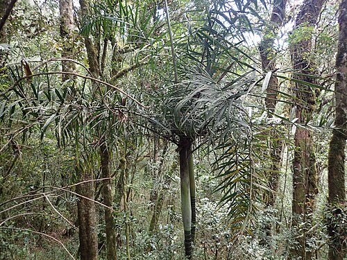 Dypsis rivularis