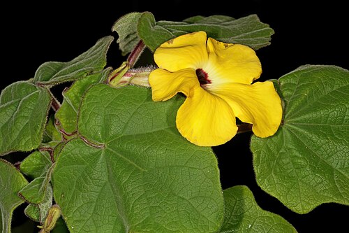 Uncarina grandidieri