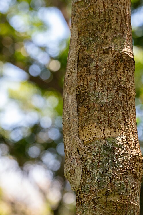 Uroplatus henkeli