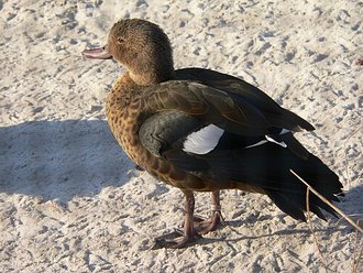 Sarcelle de Bernier (Anas bernieri)