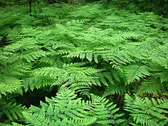 Fougère-aigle (Pteridium aquilinum)