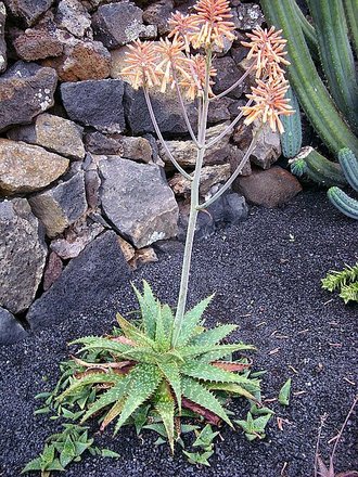 Aloe rauhii