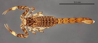 Microcharmus cloudsleythompsoni