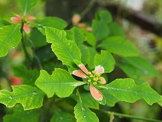 Euphorbe hétérophylle (Euphorbia heterophylla)