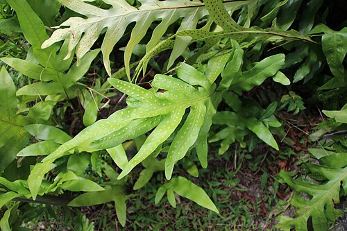 Microsorum scolopendria