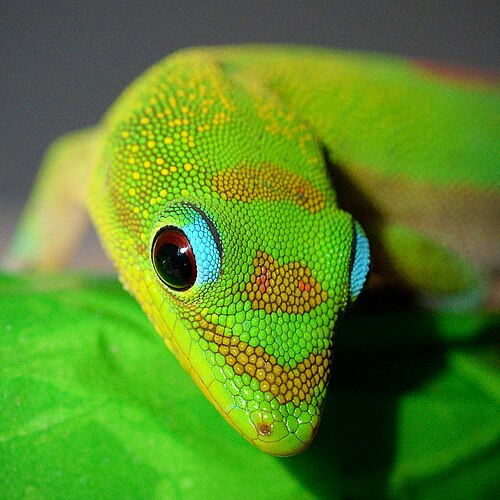 Gecko diurne à poussière d'or (Phelsuma laticauda)