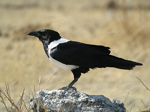 Corbeau pie (Corvus albus)