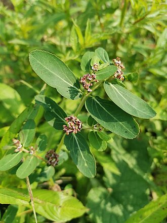 Euphorbia indica
