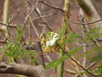 Delonix elata