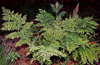 Fougère royale (Osmunda regalis)