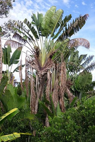Arbre du voyageur (Ravenala madagascariensis)