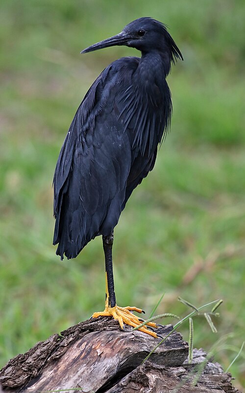 Aigrette ardoisée (Egretta ardesiaca)