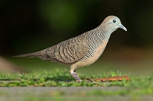Géopélie zébrée (Geopelia striata)