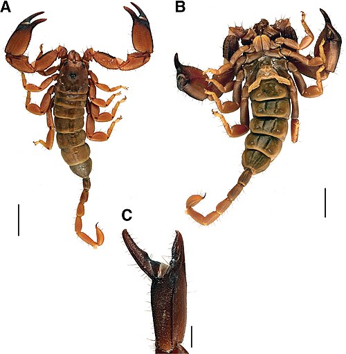 Palaeocheloctonus pauliani