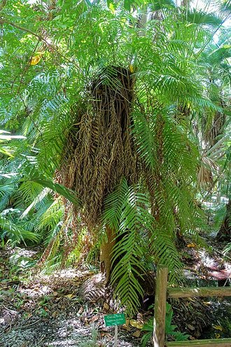 Stenochlaena tenuifolia