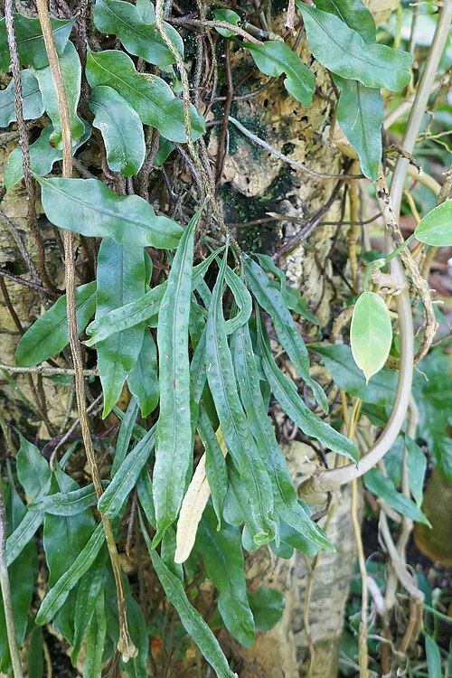 Microgramma mauritiana