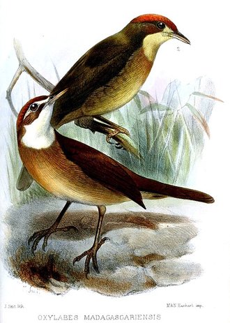 Oxylabe à gorge blanche (Oxylabes madagascariensis)