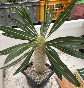 Pachypodium inopinatum