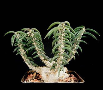 Euphorbia cylindrifolia