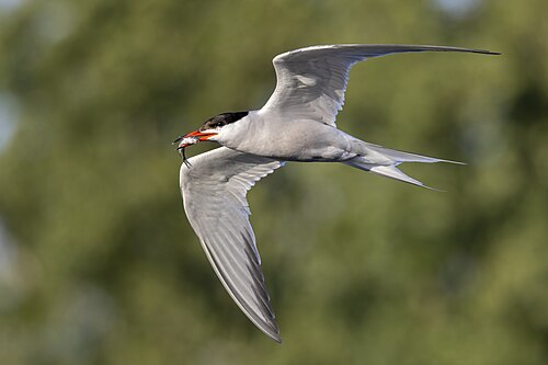 Sterne pierregarin (Sterna hirundo)