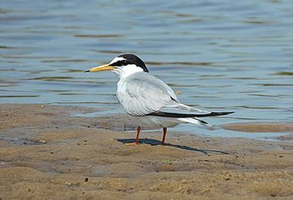 Sterne naine (Sternula albifrons)