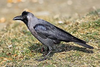 Corbeau familier (Corvus splendens)