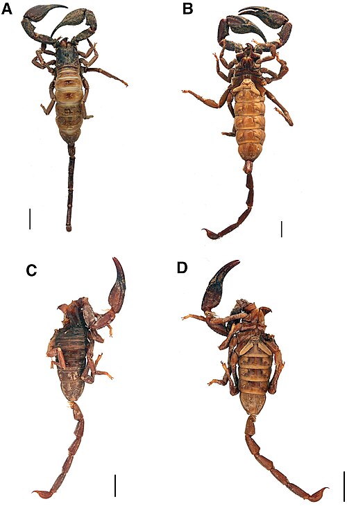 Heteroscorpion opisthacanthoides