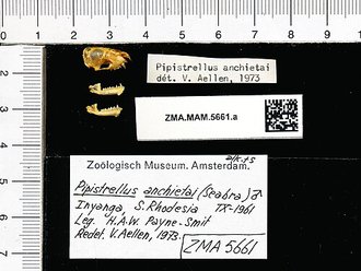 Neoromicia anchietae