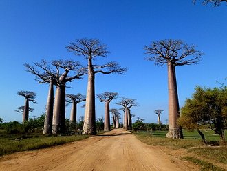 Allée des baobabs