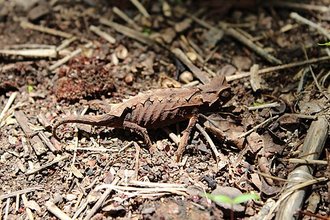 Brookesia brunoi