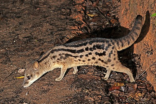 Civette fossane (Fossa fossana)