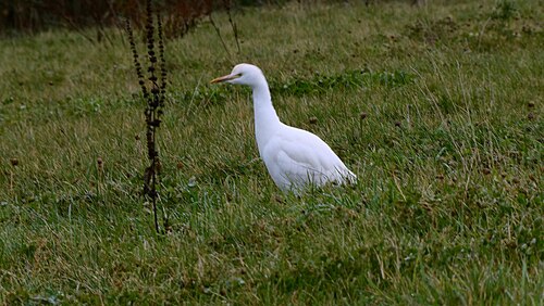 Héron garde-boeufs (Bubulcus ibis)