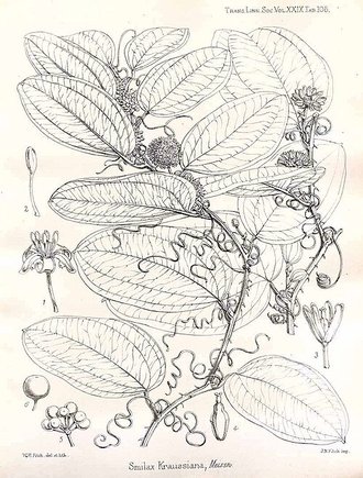 Smilax anceps