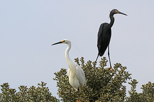 Aigrette dimorphe (Egretta dimorpha)