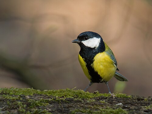 Mésange charbonnière (Parus major)