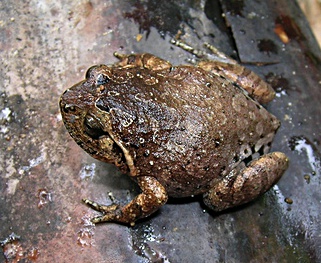 Plethodontohyla alluaudi