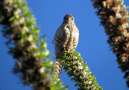 Faucon à ventre rayé (Falco zoniventris)