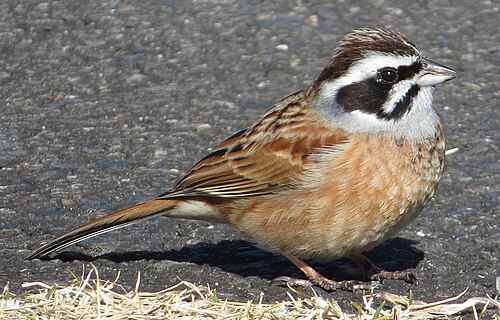 Bruant à longue queue (Emberiza cioides)