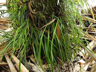 Haplopteris ensiformis