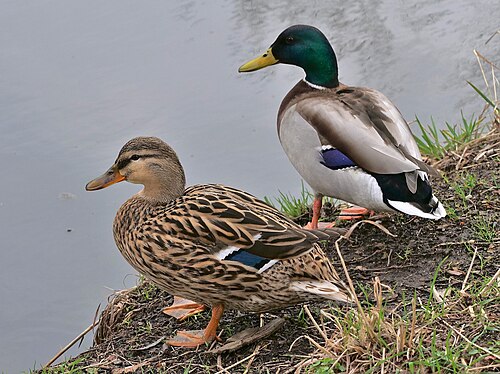 Canard colvert (Anas platyrhynchos)