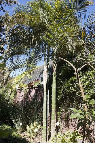 Dypsis cabadae