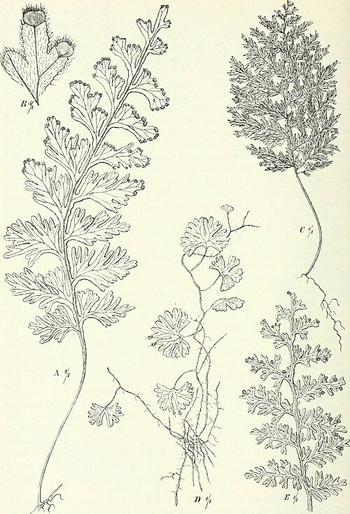 Hymenophyllum sibthorpioides