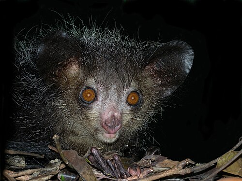 Aye-aye (Daubentonia madagascariensis)