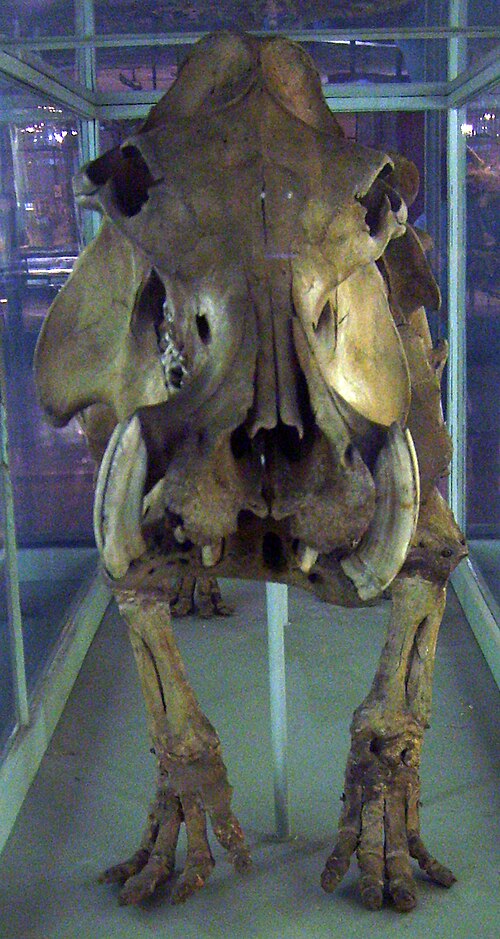 Hippopotamus lemerlei
