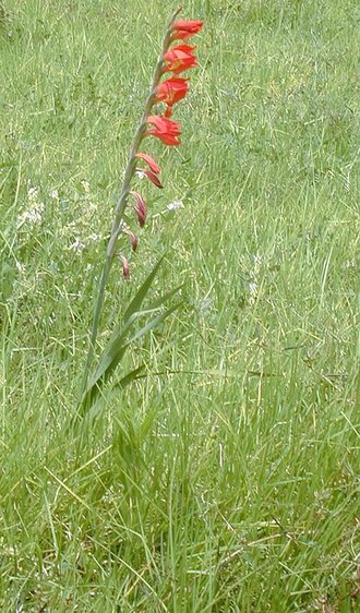 Gladiolus dalenii