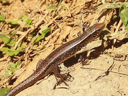 Zonosaurus aeneus