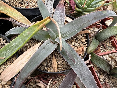 Aloe roeoeslii