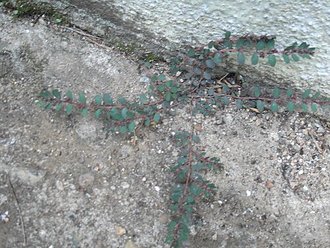 Euphorbia heyneana